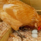 Zašto kokoške kljucaju jaja (šta raditi)